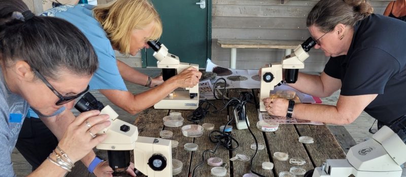 Teachers examine marine life through microscopes during the Long Island Sound Mentor Teacher workshop at Hammonasset Beach State Park on Sept. 14.