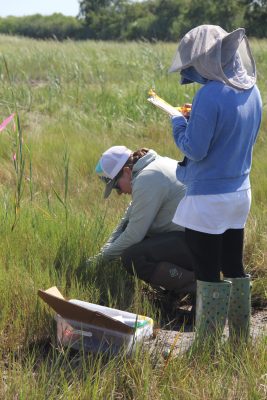 CTSG-funded researchers work on a marsh sediment project at Great Meadows in Stratford in the summer of 2024. Judy Benson / CT Sea Grant