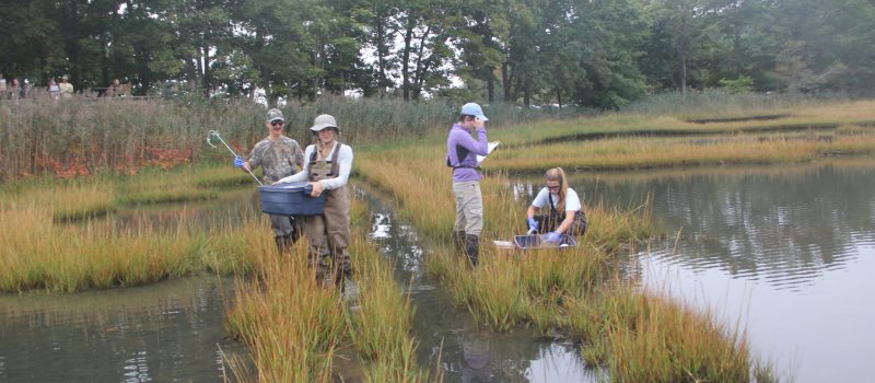 Researchers collect water samples at the Bride Brook marsh at Rocky Neck State Park as part of a CTSG-funded project.