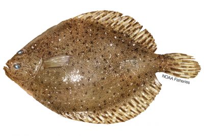 Windowpane flounder