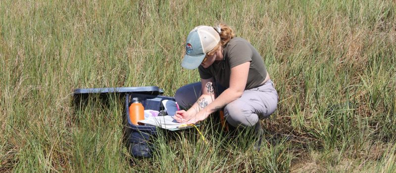 Scientists will be studying salt marshes, declining flounder species, water quality and many other topics with the largest investment in Long Island Sound research.