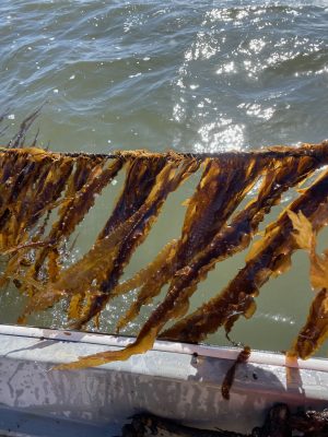 Sugar kelp is grown on long lines during the fall through early spring months in Long Island Sound.