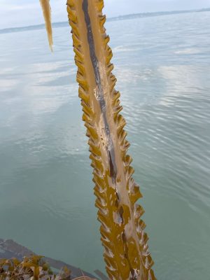 The reproductive sorus tissue is clearly visible in this ribbon of sugar kelp from Long Island Sound.