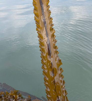 The reproductive sorus tissue is clearly visible in the center of this ribbon of sugar kelp from Long Island Sound.