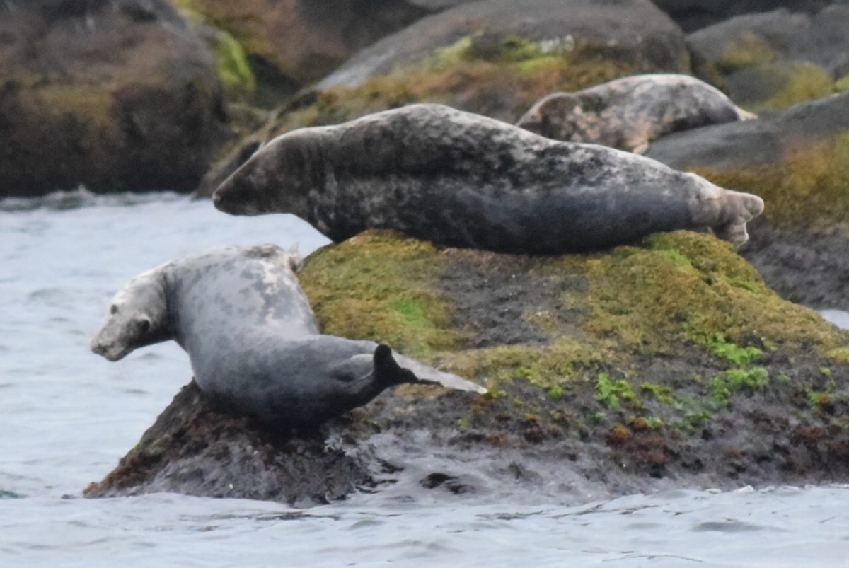 Plum Island is a major haul-out for gray and harbor seals in Long Island Sound