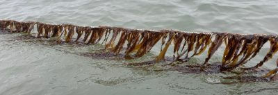 Sugar kelp is grown on long lines during the fall through early spring months in Long Island Sound. Photo: Zach Gordon