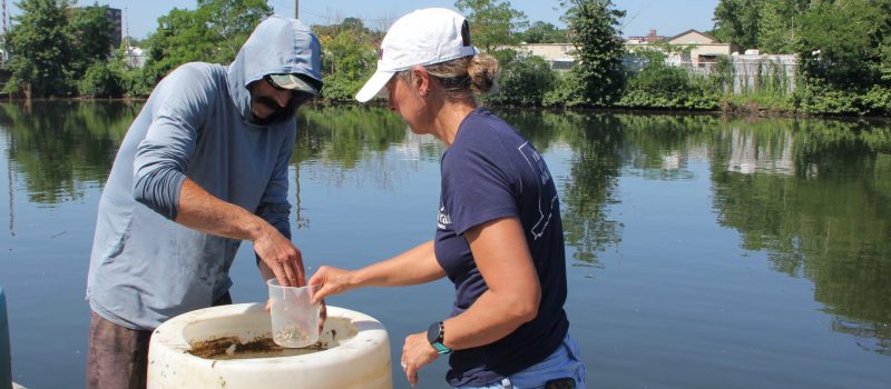 Michael Julian, owner of Park City Seafood, transfers juvenile soft-shell clams from his upweller in the Pequonnock River in Bridgeport to CTSG Senior Extension Educator Tessa Getchis so she can measure them before he plants them in one of his leased areas farther east along the shoreline.