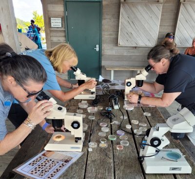 Teachers use microscopes to examine sea water samples during a mentor teacher workshop at Hammonasset Beach State Park.