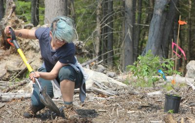 The Hoffman-Evergreen Preserve in Stonington is a forest resilience project model after CTSG-led plantings and other work.