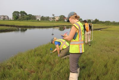 Researchers collect data on the success of marsh grass restoration projects as part of CTSG-funded research.