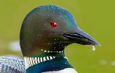 A North American loon photographed by Tomas Koeck