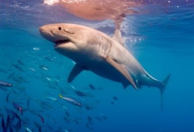 A shark swimming underwater photographed by Tomas Koeck