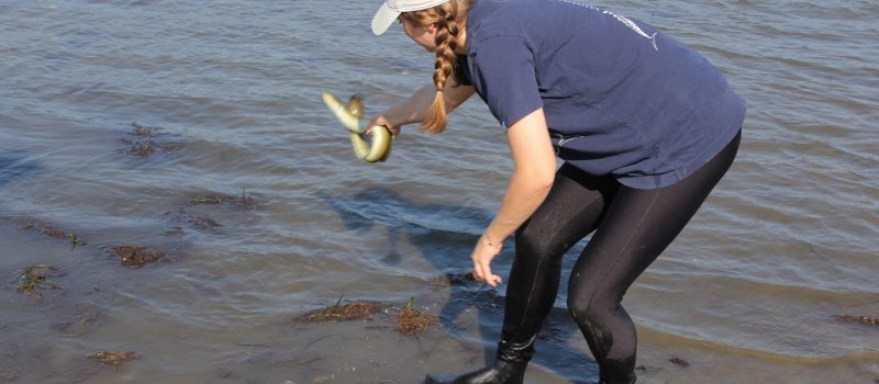Hannah Roby, a doctoral student at UConn Avery Point, throws an eel back in the water after seining in Mumford Cove in Groton for a CTSG-funded research project on flounder.