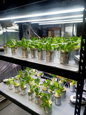 Lettuce growing hydroponically in Connecticut Agricultural Experiment Station lab.