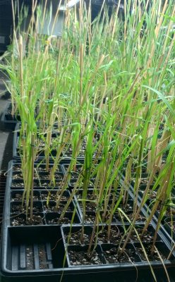 Wheat growing in Connecticut Agricultural Experiment Station lab.