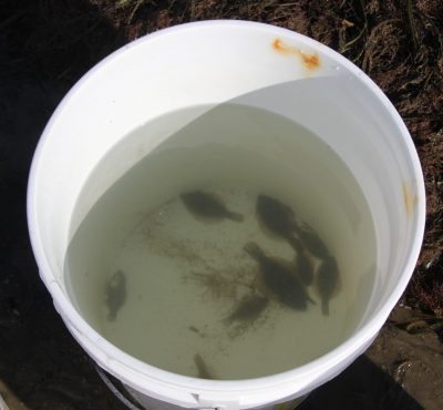 Several species of juvenile flounder collected for research during a seine of Mumford Cove in Groton in August.
