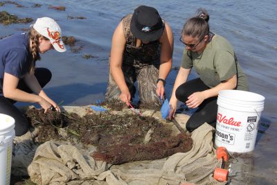 UConn Marine Sciences students Hanna Roby, left, Vicky You, center and Kaitlyn Tripp look for juvenile flounder in a seine net pulled through Mumford Cove in Groton in August.