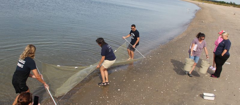 Participants in a Long Island Sound Mentor Teacher workshop at Hammonasset on Sept. 16 seine for minnows, jellyfish and other marine creatures.