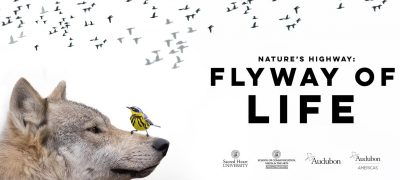 Flyway of Life film logo with bird sitting on a wolf's nose