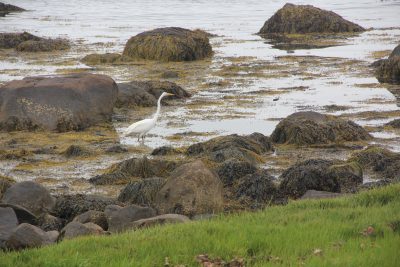 This egret wading near a Long Island Sound marsh has more fish and other marine creatures available to feed on thanks to reduced hypoxia in the Sound.