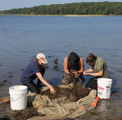 Researchers collecting fish samples gathered in a seine net in Long Island Sound.