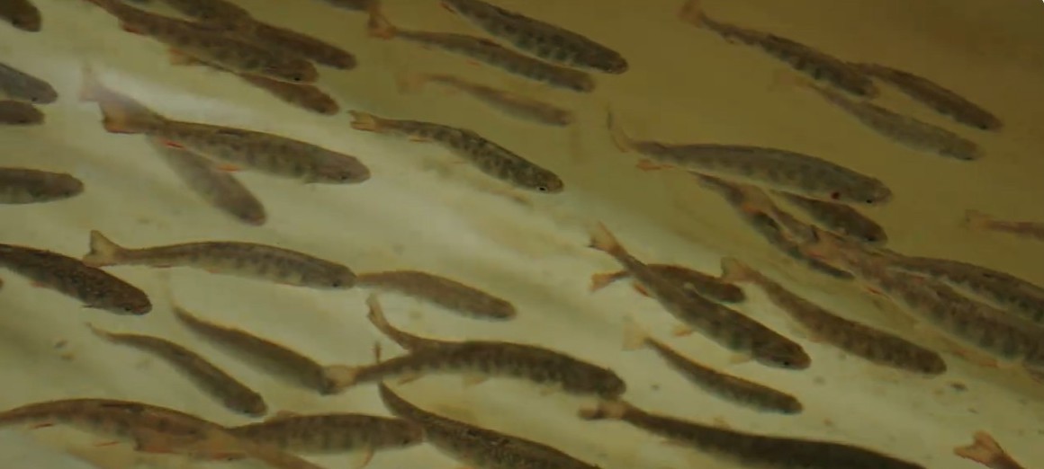Juvenile fish swim in one of the tanks at the National Fish Hatchery in North Attleboro, Mass.