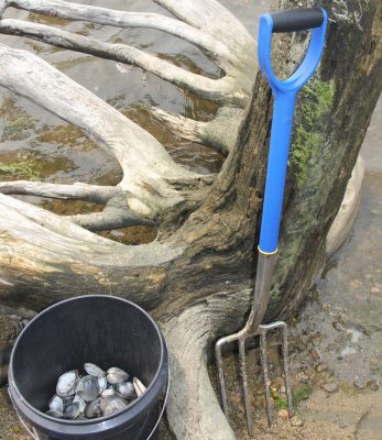 Clams harvested from the recreational beds at Bluff Point, with one of the types of rakes used by shellfishers.