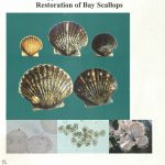Cover of "Genetic Approaches for the Culture and Restoration of Bay Scallops"