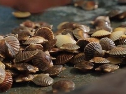 Video screengrab image of juvenile oysters raised at Martha's Vineyard Shellfish Group