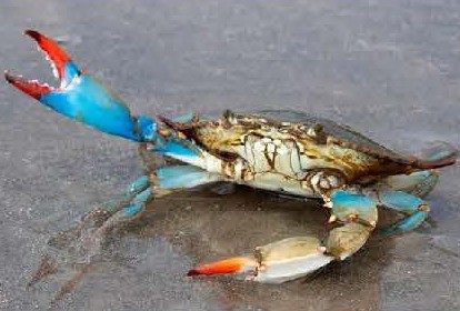 blue crab