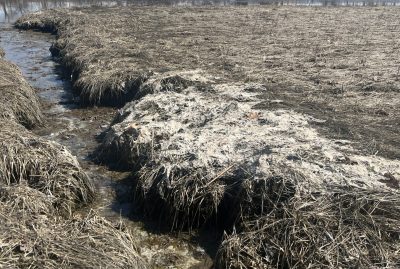White mats of wrack are visible on the early spring marsh at Waterford Town Beach.