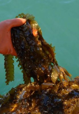 Hand holding a bunch of harvested kelp