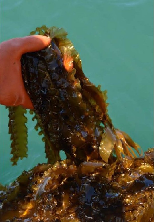 Hand holding a bunch of harvested kelp