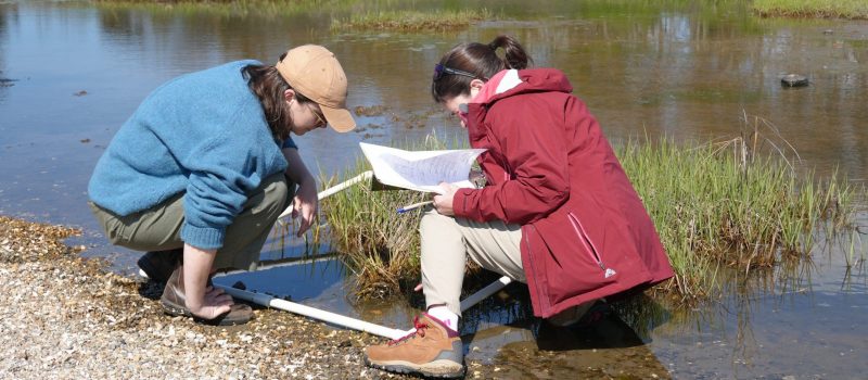 Teachers use a transect to measure marsh grass during an activity at the "Field-based Ecology" Long Island Sound Mentor Teacher workshop at Hammonasset Beach State Park on May 8.