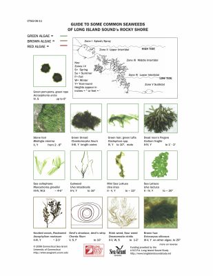 Page 1 of Guide to Some Common Seaweeds of Long Island Sound's Rocky Shore