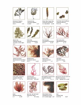 Page 2 of Guide to Some Common Seaweeds of Long Island Sound's Rocky Shore