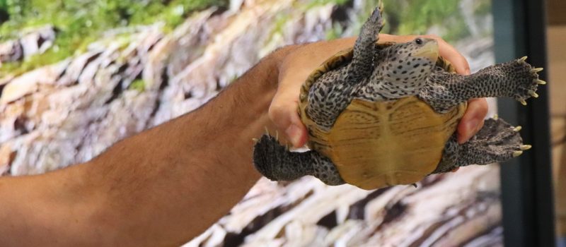 The diamondback terrapin, the world's only turtle that lives in brackish water including CT's salt marshes, was celebrated July 18 at Hammonassett Beach State Park with events that included turtle puppet making offered by CT Sea Grant.