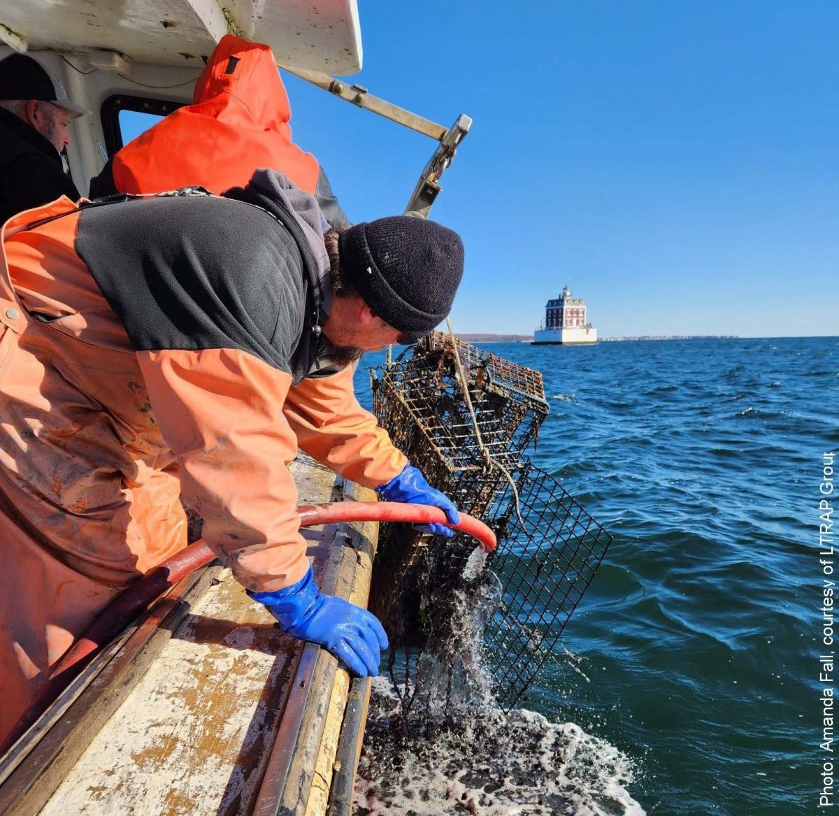 Abandoned lobster traps are removed from Long Island Sound near Ledge Light in the Thames River.