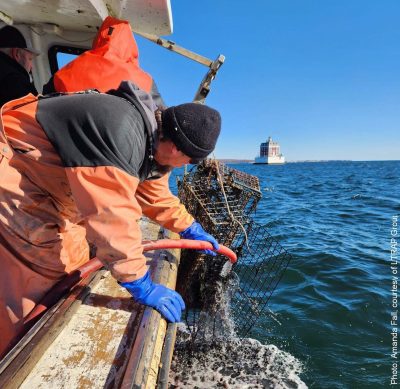 Abandoned lobster traps are removed from Long Island Sound near Ledge Light in the Thames River.