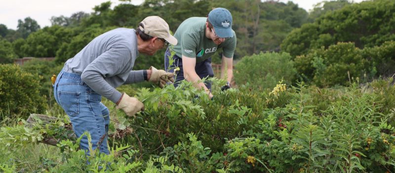 CTSG's Owen Placido, right, works with volunteer Alan White removing mugwort and other invasive plants from the Alewife Cove nature preserve at Ocean Beach Park in New London.