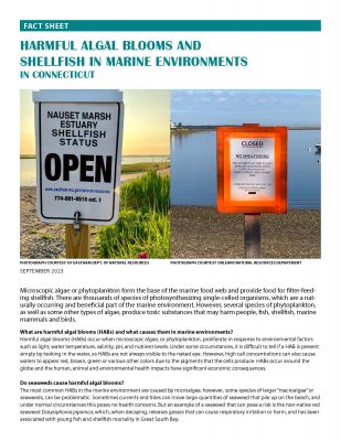 Page 1 of "Harmful Algal Blooms and Shellfish in Marine Environments in Connecticut" fact sheet