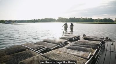 Screen grab from video about Sherwood Island Oysters in Westport.