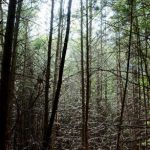 A crowded stand of hemlocks in the preserve in 2015, before the project.