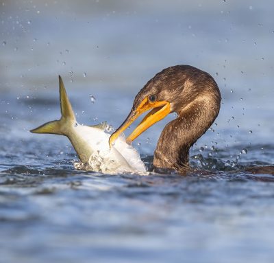 Double-crested cormorant with menhaden.